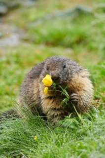 Alpine marmot