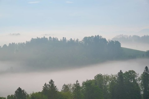 Morning mist gently envelops the hilly landscape and trees in a tranquil atmosphere