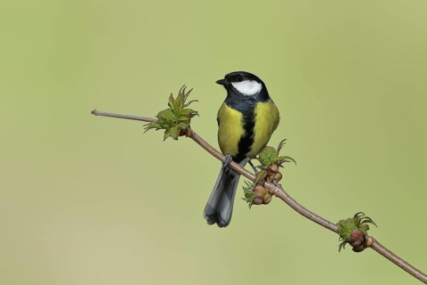 Great tit