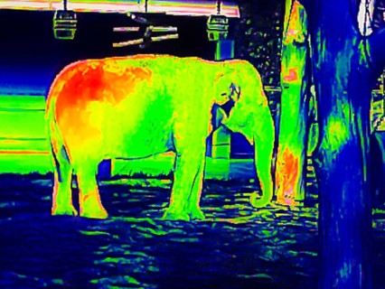 Elephant in the zoo