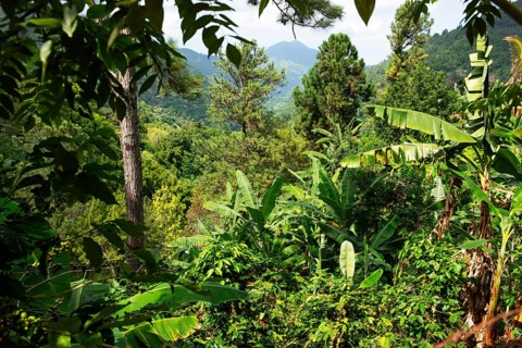 Coffee bushes in the Blue Mountains