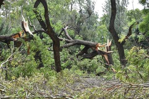 Broken and fallen trees of the species Tipu tree