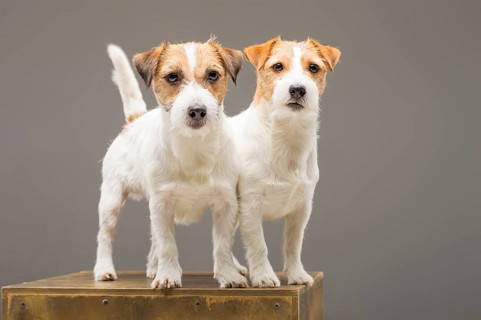 Two purebred Jack Russell pose in studio and look at camera.