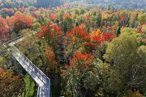 Tree top walkway in autumn