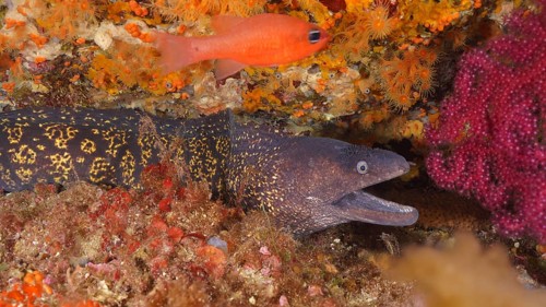 Close-up of mediterranean moray