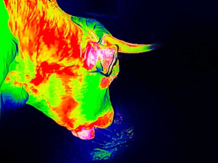 Cow on a farm