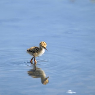 A solitary bird wades in calm water with its reflection visible