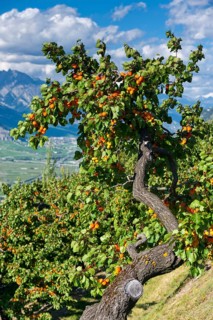 Apricot