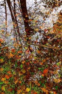 Beautiful Flood Water Pond with Tree Reflection and Autumn Leaves Floating on the Water Surface with Sunlight in Lugano