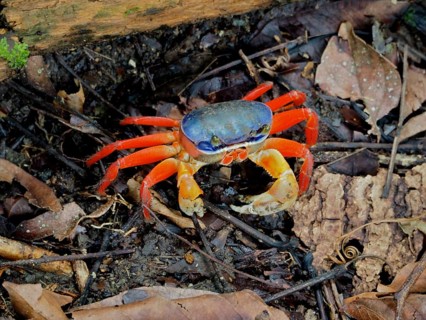 Rainbow crab