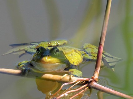 Pool frog