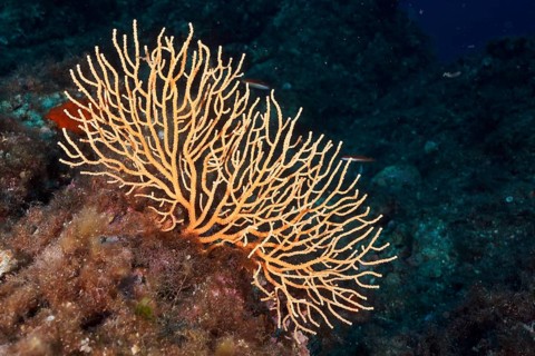 Yellow gorgonian