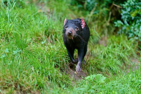 Tasmanian devil