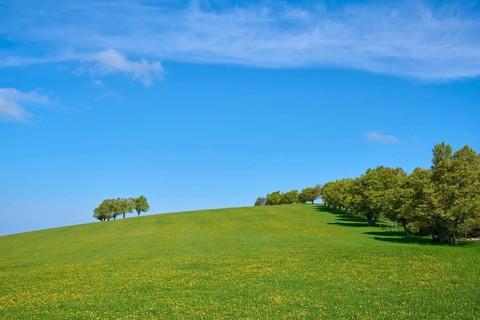 Dandelion meadow with copper beeches in spring