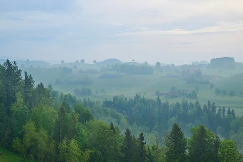 Morning mist gently envelops the hilly landscape and trees in a tranquil atmosphere
