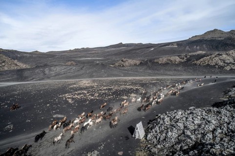 60 farmers drive thousands of sheep with 120 horses 100 km from their summer pastures to their winter quarters near Landmannalaugar