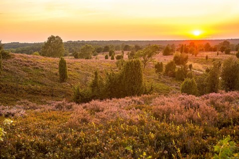 Sunset over a heath landscape with a bright orange sky