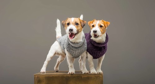 Two charming Jack Russell posing in the studio in warm sweaters.