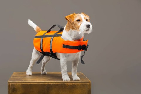 Pedigreed Jack Russell in the costume of a lifeguard Malibu stands on a pedestal in the studio.
