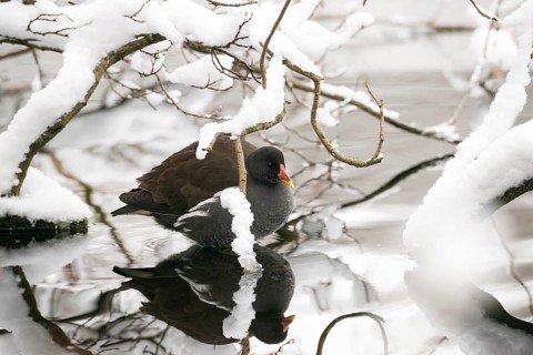 Pond hen