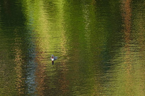 Red-throated diver
