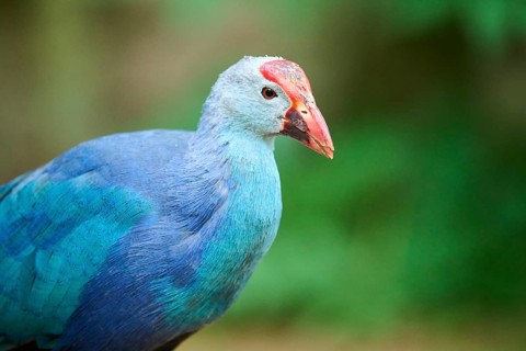 Western swamphen