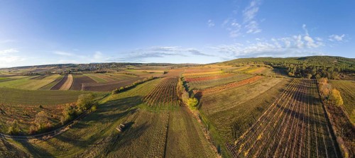 Aerial view of autumn vineyards