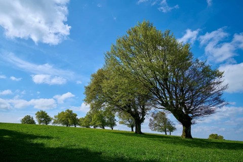 Wind beeches with cloudy sky in spring
