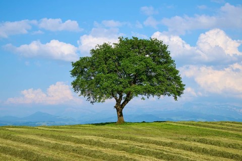 Single oak tree on a mown meadow under a blue sky with scattered clouds