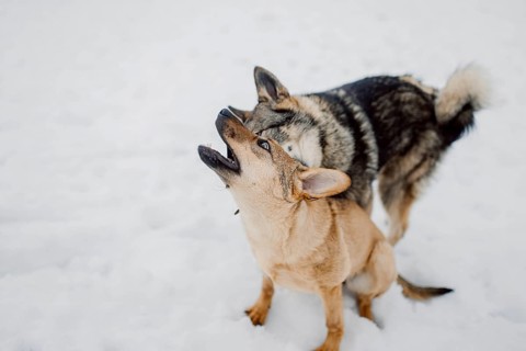 Siberian husky plays with another dog in the snow at a shelter for homeless animals
