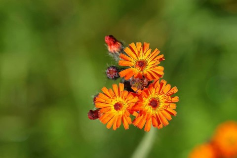 Fox-and-cubs