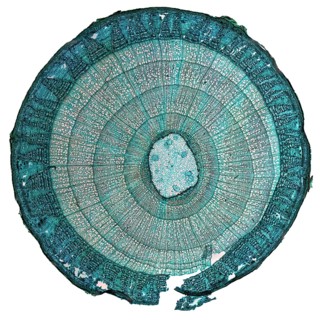 (Tilia) stem micrograph