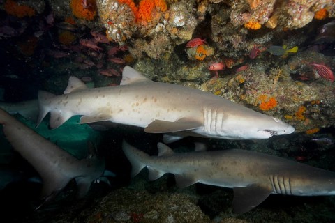 Group of sand tiger shark