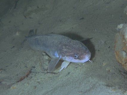 Burbot