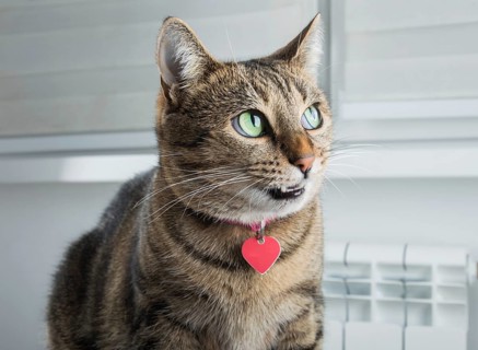 Cunning Bengal cat with a pink collar is grinning intriguingly.