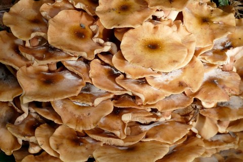 Ringless honey fungus