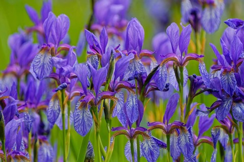 Siberian iris