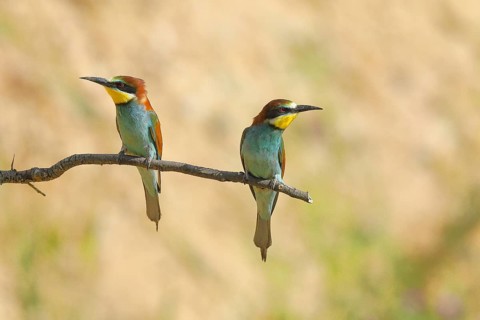 Pair of bee-eaters
