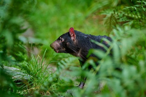 Tasmanian devil