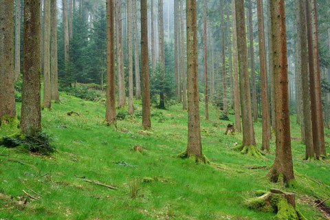 Foggy fir forest with moss-covered ground and natural light