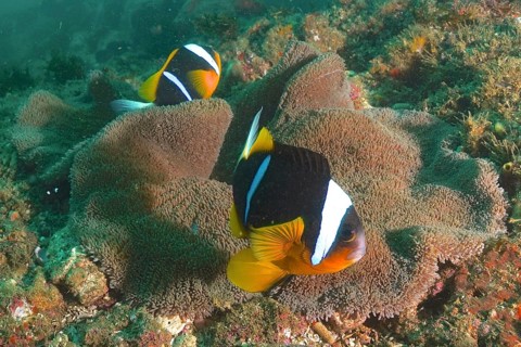 Pair of allard's clownfish