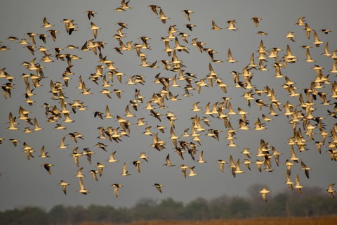 Large flock of Wilson's waterbirds