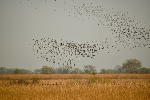 Large flock of Wilson's waterbirds