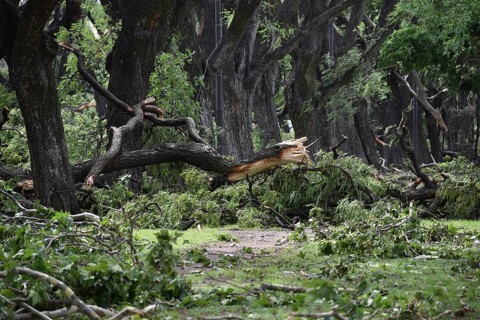 Broken and fallen trees of the species Tipu tree