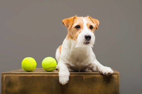 Purebred Jack Russell playing with a tennis ball.