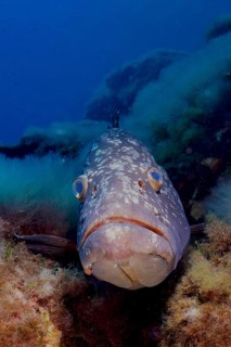 Portrait of dusky grouper