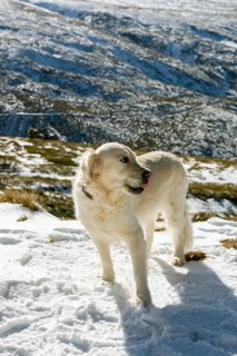 Golden retriever dog on the top of a snowy mountain looks into the distance