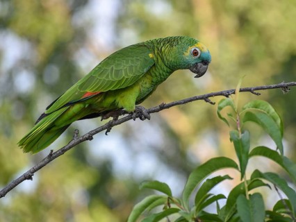 Free-living blue-fronted amazon