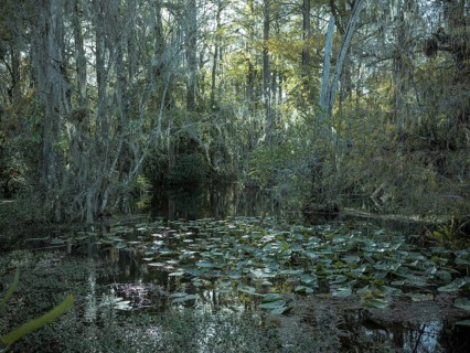 Mangrove forest