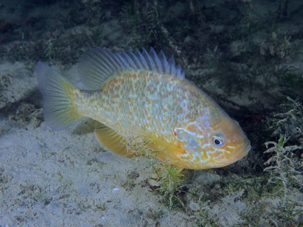 Pumpkinseed sunfish
